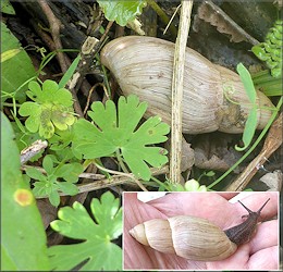 Euglandina rosea (Frussac, 1821) Rosy Wolfsnail In Situ