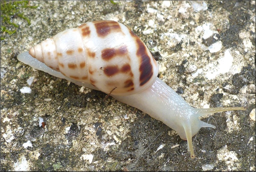 Drymaeus dormani (W. G. Binney, 1857) Manatee Treesnail