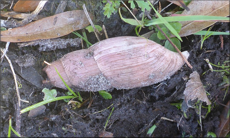 Euglandina rosea (Frussac, 1821) Predator Damage