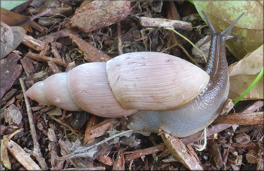 Euglandina rosea (Frussac, 1821) Rosy Wolfsnail - Very Large Specimen