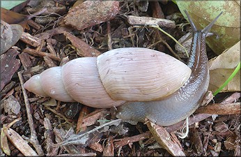 Euglandina rosea (Férussac, 1821) Rosy Wolfsnail - Very Large Specimen