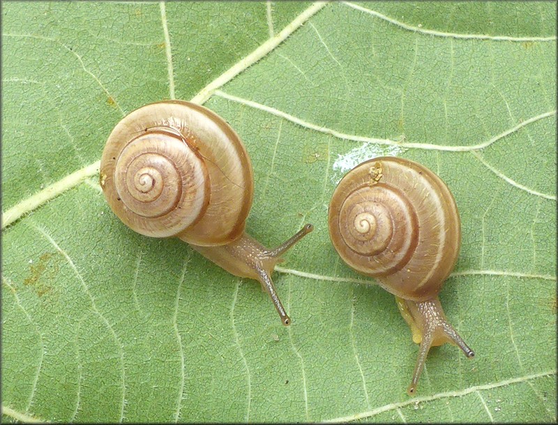 Praticolella griseola (L. Pfeiffer, 1841) Vagrant Scrubsnail