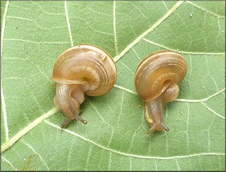 Praticolella griseola (L. Pfeiffer, 1841) Vagrant Scrubsnail