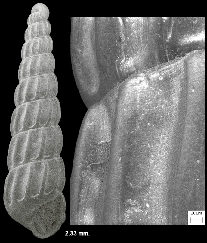 Turbonilla (Chemnitzia) dalli Bush, 1899 Dall's Turbonille