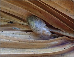 Euglandina rosea (Frussac, 1821) Juvenile In Situ