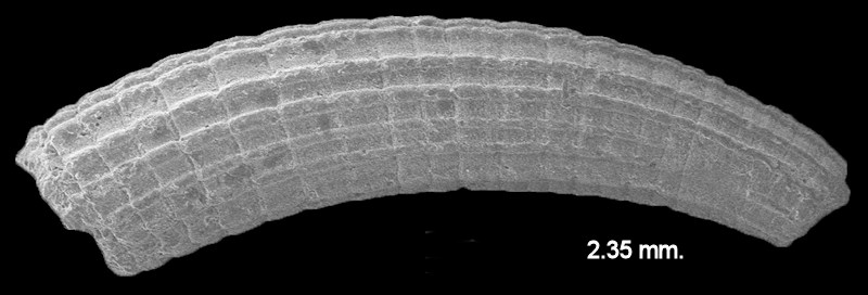 Caecum imbricatum Carpenter, 1858 Imbricate Caecum