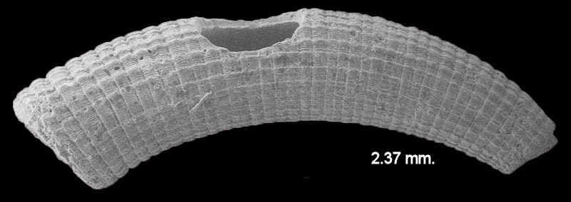 Caecum imbricatum Carpenter, 1858 Imbricate Caecum