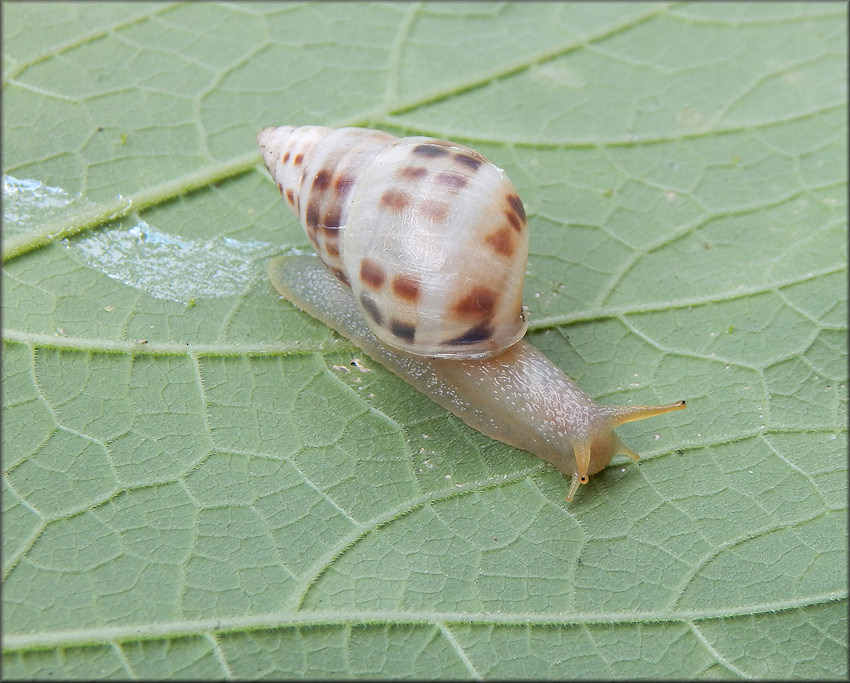 Drymaeus dormani (W. G. Binney, 1857) Manatee Treesnail