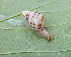 Drymaeus dormani (W. G. Binney, 1857) Manatee Treesnail