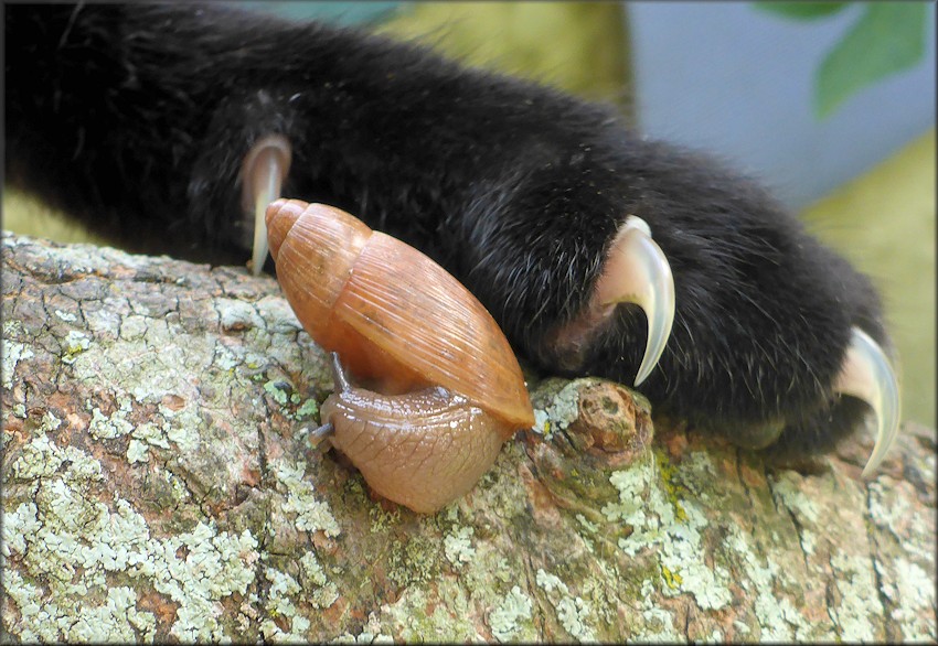 Euglandina rosea Juvenile Draws Attention From Domestic Cat