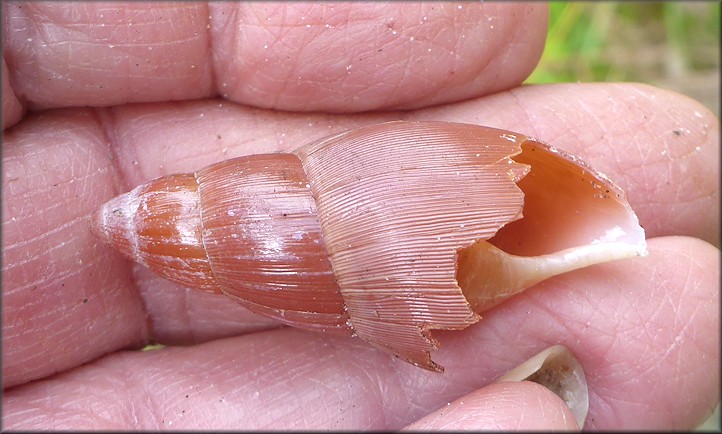 Euglandina rosea (Frussac, 1821) Predation Probably By Mammal