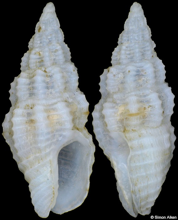 Nassarina cruentata (Mrch, 1860)