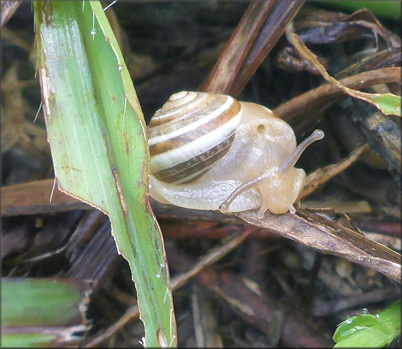 Praticolella griseola (L. Pfeiffer, 1841) Vagrant Scrubsnail In Situ