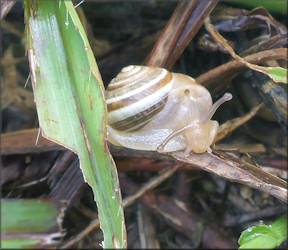 Praticolella griseola (L. Pfeiffer, 1841) Vagrant Scrubsnail In Situ