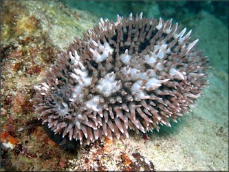 Macrocypraea cervus (Linn, 1771) Atlantic Deer Cowrie