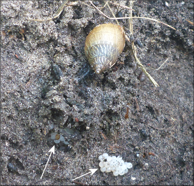 Bulimulus sporadicus (d’Orbigny, 1835) Egg Laying And Eggs