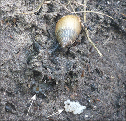 Bulimulus sporadicus (d’Orbigny, 1835) Egg Laying And Eggs