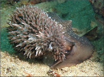 Macrocypraea cervus (Linn, 1771) Atlantic Deer Cowrie