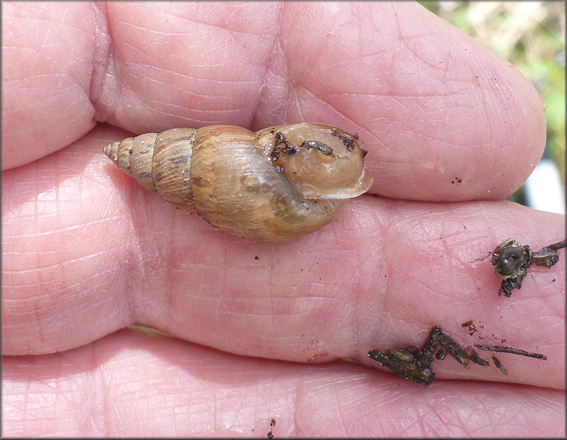 Bulimulus sporadicus From Eastport Road Near Industry Drive