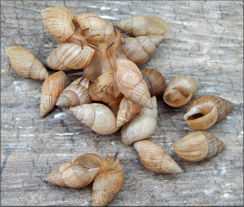 Bulimulus sporadicus (d’Orbigny, 1835)