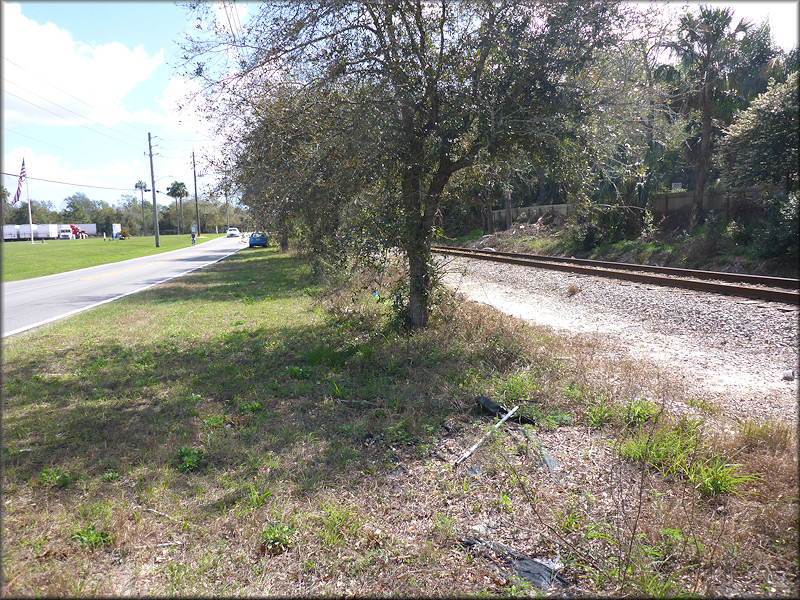 Bulimulus sporadicus Habitat On Eastport Road Near Industry Drive