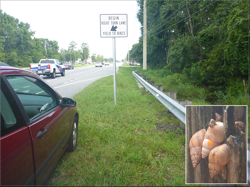 Bulimulus sporadicus In The Roadside Swale Within The 9300 Block Of Philips Highway