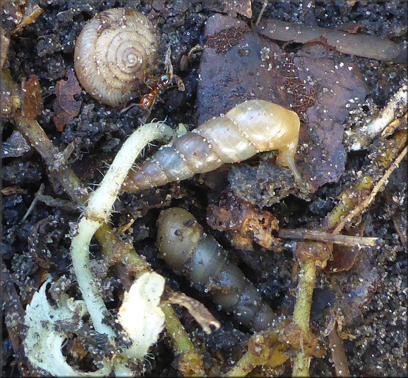 Subulina octona (Bruguire, 1792) Miniature Awlsnail In Situ