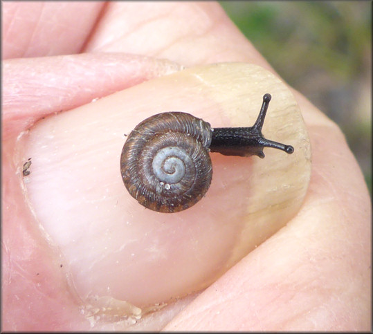 Triodopsis hopetonensis (Shuttleworth, 1852) Magnolia Threetooth Juvenile