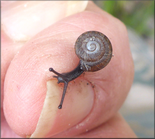 Triodopsis hopetonensis (Shuttleworth, 1852) Magnolia Threetooth Juvenile