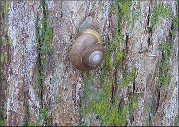 Mesodon thyroidus (Say, 1817) White-lip Globe Up A Tree