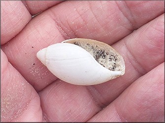 Euglandina rosea (Frussac, 1821) Short Rotund Population 