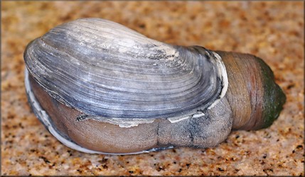 Panopea bitruncata (Conrad, 1872) Atlantic Geoduck