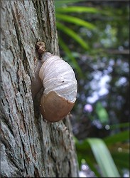 Mesodon thyroidus (Say, 1817) White-lip Globe Damaged Freak Up A Tree