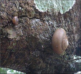 Mesodon thyroidus (Say, 1817) White-lip Globe Up Tree
