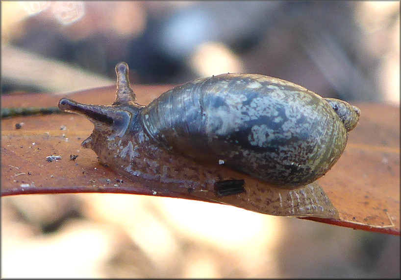 Succinea unicolor Tryon, 1866 Squatty Ambersnail