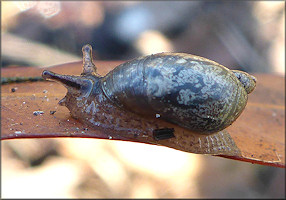 Succinea unicolor Tryon, 1866 Squatty Ambersnail