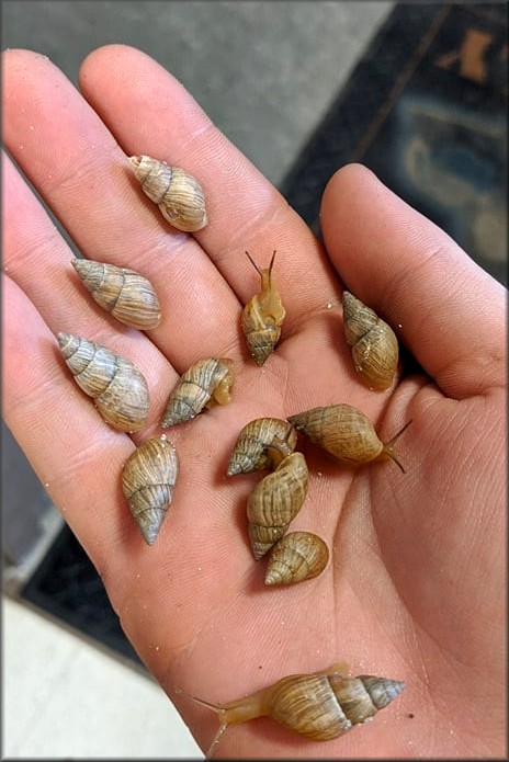 Bulimulus sporadicus At North American Mining Warehouse, Center Hill, Sumter County, Florida