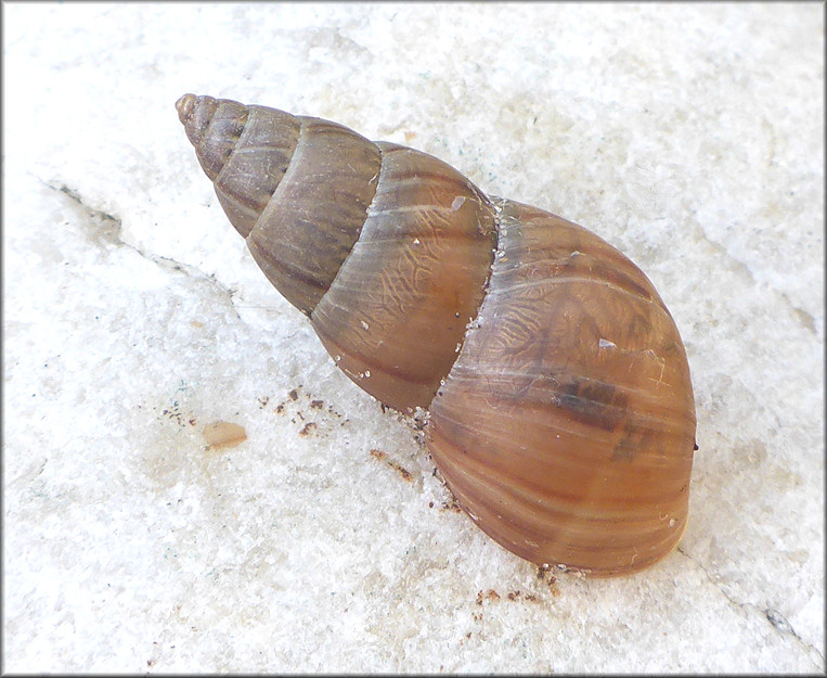 Bulimulus sporadicus From Along Cortez Road in Southeastern Jacksonville