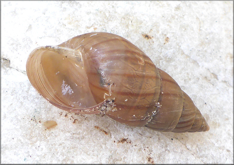 Bulimulus sporadicus From Along Cortez Road in Southeastern Jacksonville