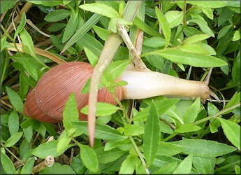 Euglandina rosea (Frussac, 1821) Rosy Wolfsnail In Situ