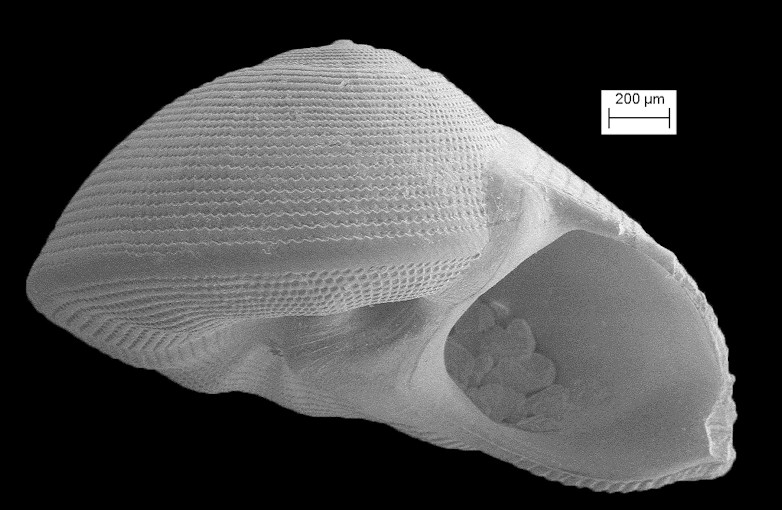 Anticlimax locklini Pilsbry and Olsson, 1950 Fossil