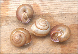Bradybaena similaris (Férussac, 1821) Large Specimens