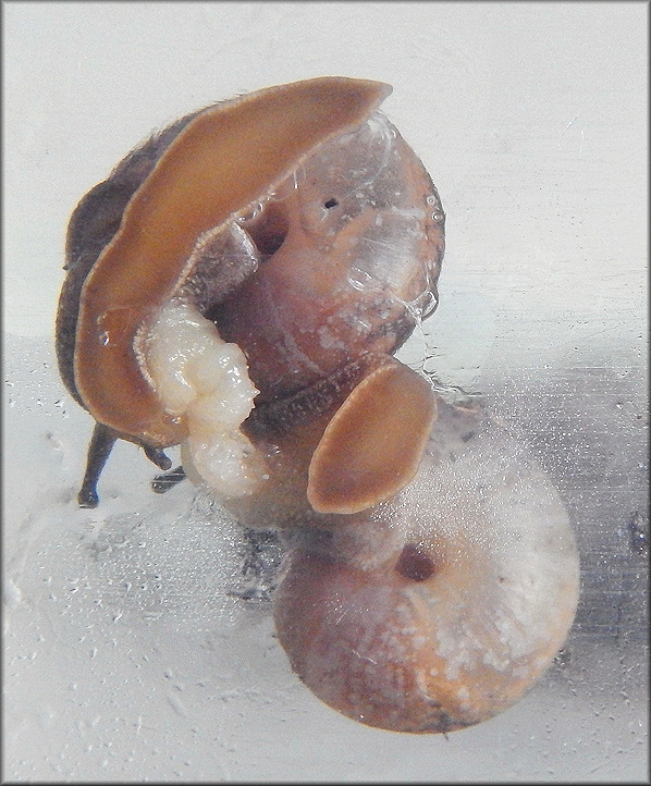 Bradybaena similaris (Férussac, 1821) Mating