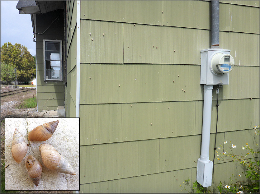 Bulimulus sporadicus At First Coast Railroad Crossing On A1A In Yulee, Nassau County, Florida