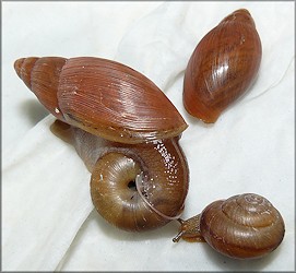 Euglandina rosea (Frussac, 1821) Feeding On Bradybaena similaris (Frussac, 1821)