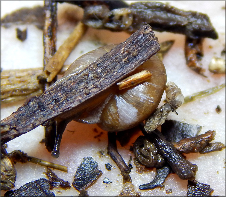 Gastrocopta tappaniana (C. B. Adams, 1841) White Snaggletooth