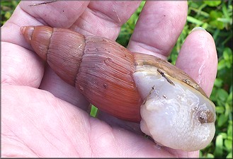Euglandina rosea (Férussac, 1821) Rosy Wolfsnail - Very Large Specimen