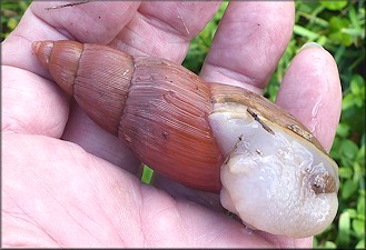 Euglandina rosea (Frussac, 1821) Rosy Wolfsnail - Very Large Specimen