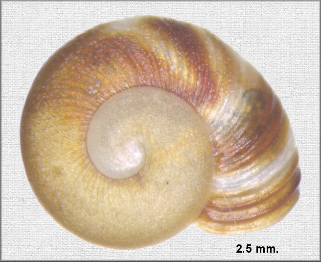 Anguispira alternata (Say, 1817) Flamed Tigersnail