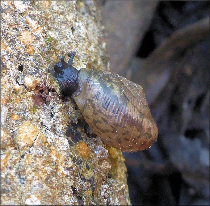 Daedalochila auriculata (Say, 1818) Ocala Liptooth In Situ